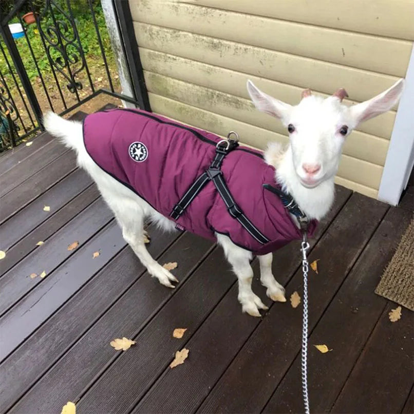 The ArcticPaw Thermal Dog Jacket